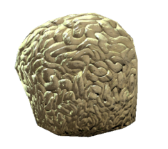 Brain fungus.png