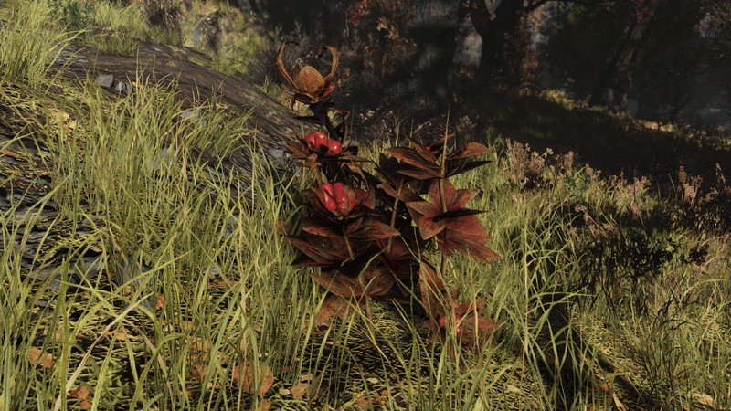 Fichier:Baie pétard (Fallout 76).png