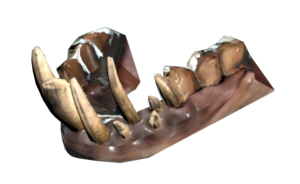 Dents de wendigo.png