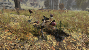 F76 Canneberges.png