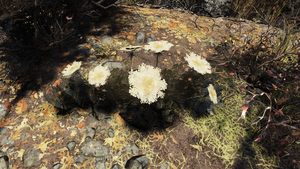 F76 Fleur de carotte IG.png