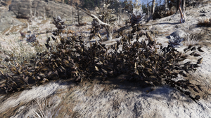 F76 Fleur de suie toxique IG.png