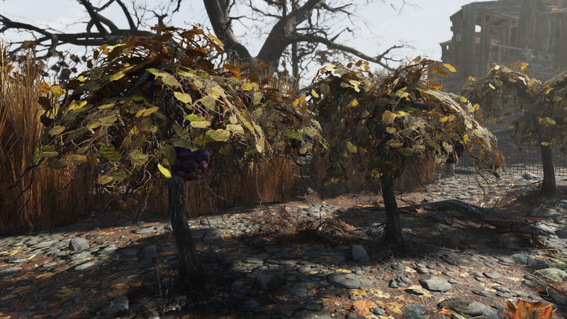 Fichier:F76 Fruit mutant IG.png
