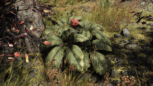F76 Racine de ginseng IG.png