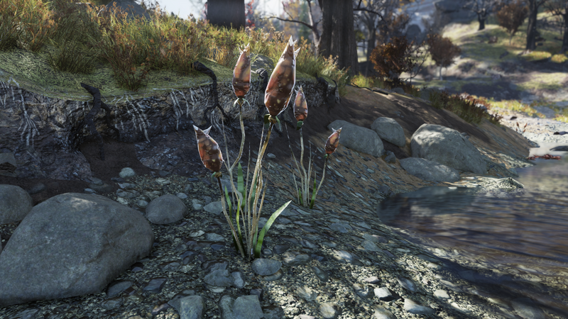 Fichier:F76 Roseau Tranche-queue IG.png