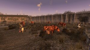 FNV Crimson brahmines.jpg