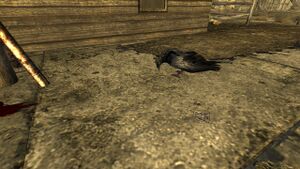 FNV Nipton corbeau ticket loterie.jpg