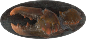 FO4-Mounted-Mirelurk-Claw.png