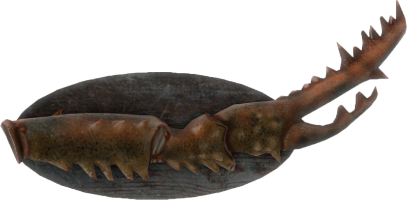 Fichier:FO4-Mounted-Mirelurk-Queen-Claw.png