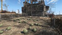 La plantation de melons
