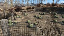 Champ de melons