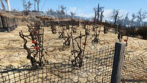FO4 Ferme des Abernathy Pomates.jpg