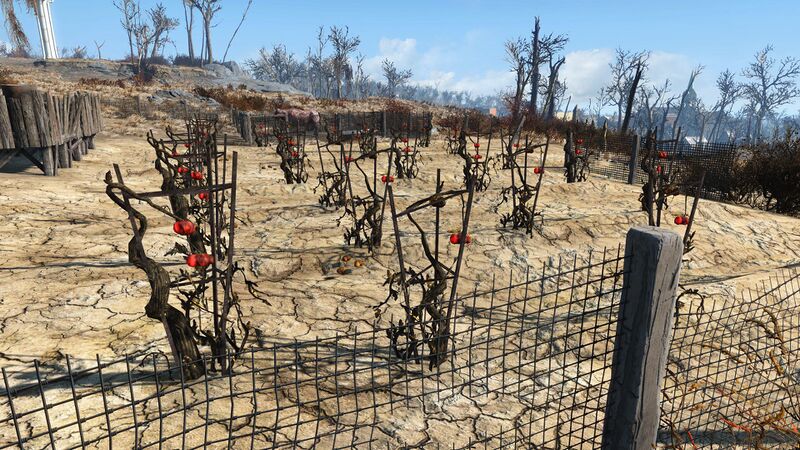 Fichier:FO4 Ferme des Abernathy Pomates.jpg