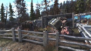 FO76OB Arret de ravitaillement de Middle Mountain brahmine.jpg