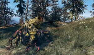 FO76 Bête à miel.jpg