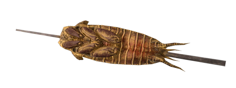 Fichier:FO76 Brochette de radcafard grillé.png