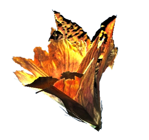 FO76 Fleur de courge.png
