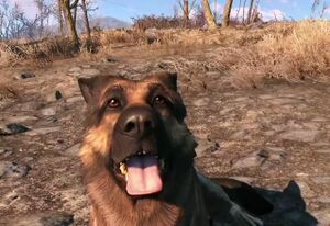 Fo4 chien.jpg