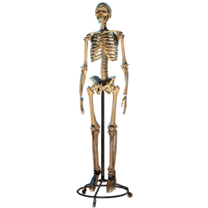 Fo76 Squelette de Dr Fémur.png