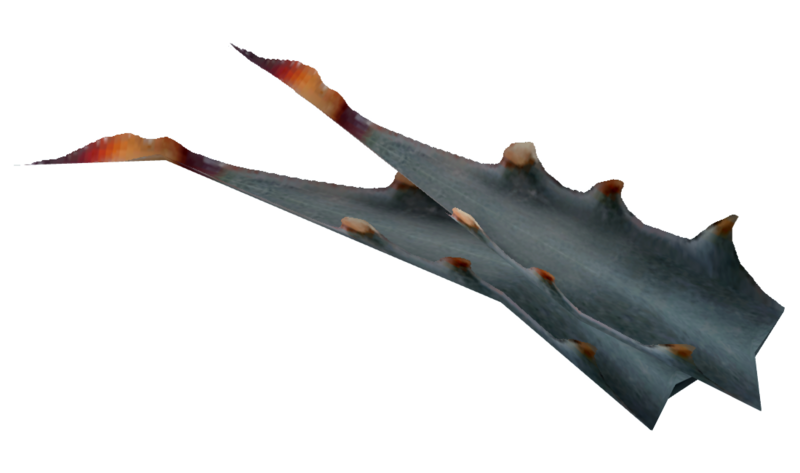 Fichier:Fruit d'agave du Nevada.png