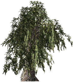 Graine de mesquite au miel frais.png
