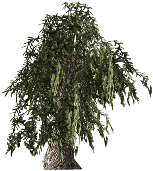 Fichier:Graine de mesquite au miel frais.png