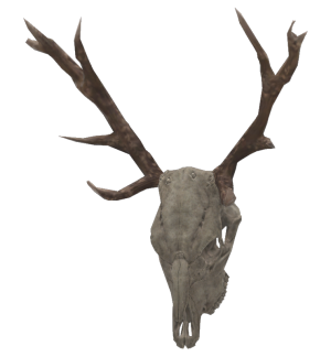 Mounted deer skull.png