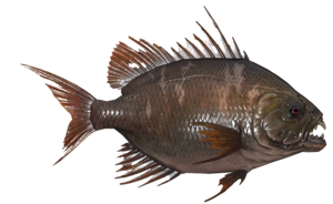 Poisson Aileron scie alpin.png