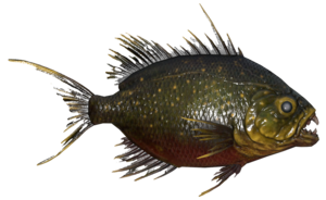 Poisson Aileron scie boueux.png