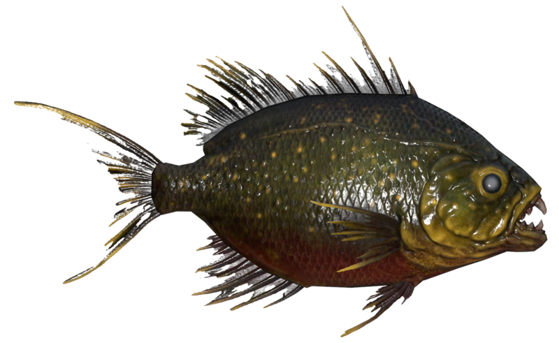 Fichier:Poisson Aileron scie boueux.png
