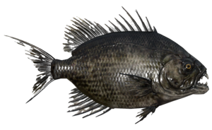 Poisson Aileron scie cendreux.png