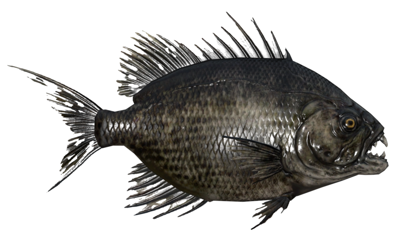 Fichier:Poisson Aileron scie cendreux.png
