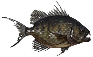 Poisson Aileron scie des bois.png