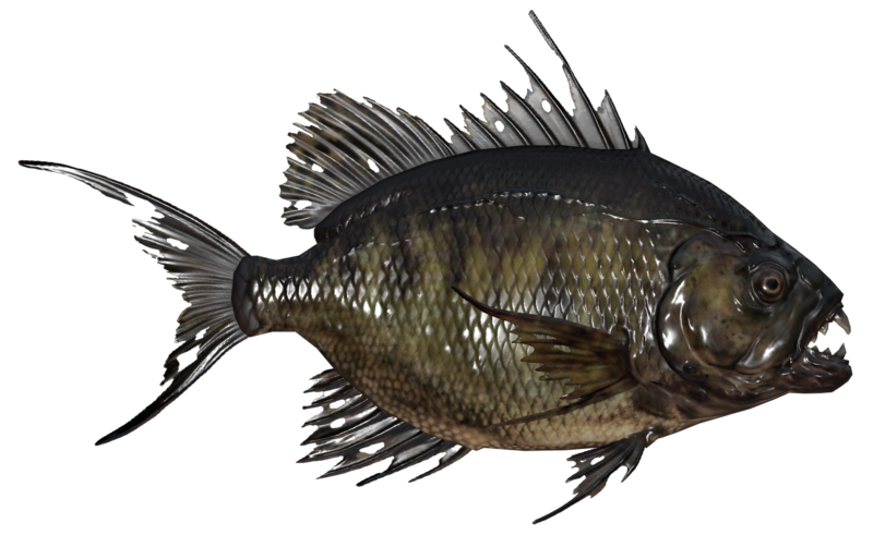 Fichier:Poisson Aileron scie des bois.png