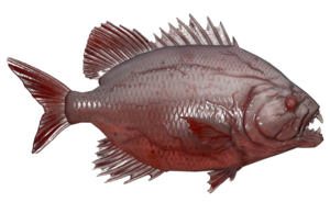 Poisson Aileron scie des marais.png
