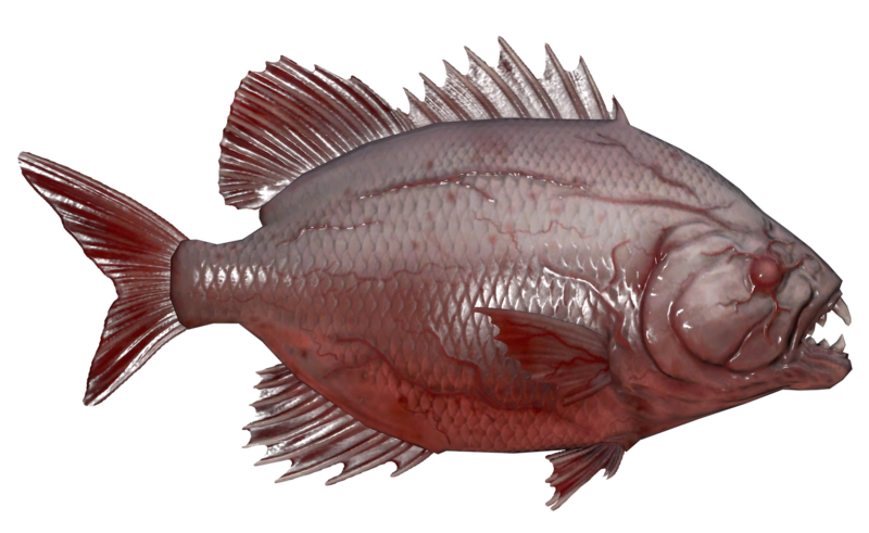 Fichier:Poisson Aileron scie des marais.png