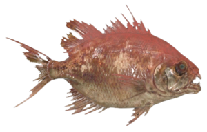 Poisson Aileron scie rouille.png