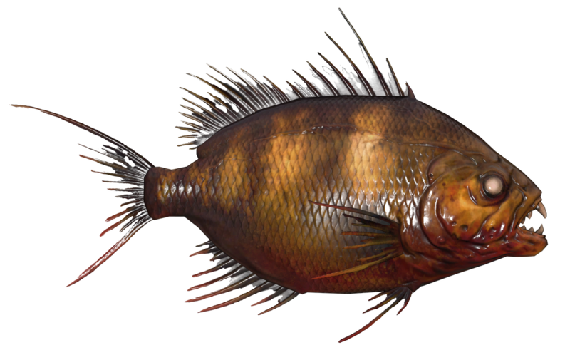 Fichier:Poisson Aileron scie toxique.png