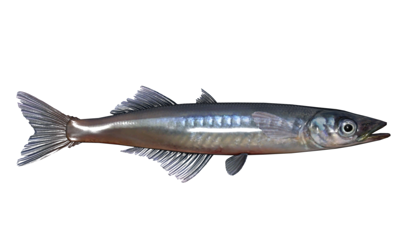Fichier:Poisson Atherine d eau douce.png