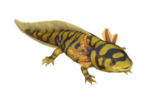 Poisson Axolotl a bandes.png