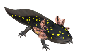 Poisson Axolotl a pois.png