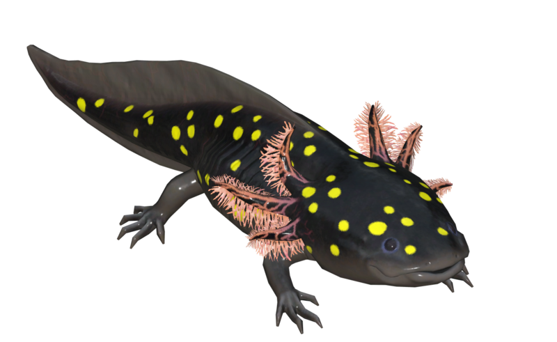 Fichier:Poisson Axolotl a pois.png