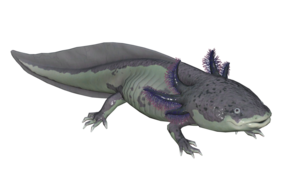 Poisson Axolotl argileux.png