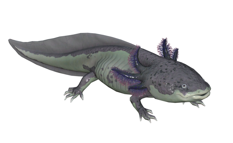 Fichier:Poisson Axolotl argileux.png