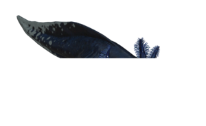 Poisson Axolotl charbon.png