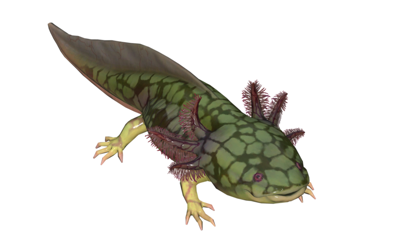Fichier:Poisson Axolotl ecailleux.png