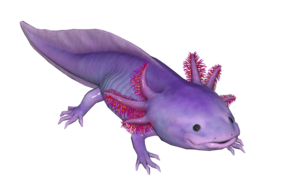 Poisson Axolotl mauve.png