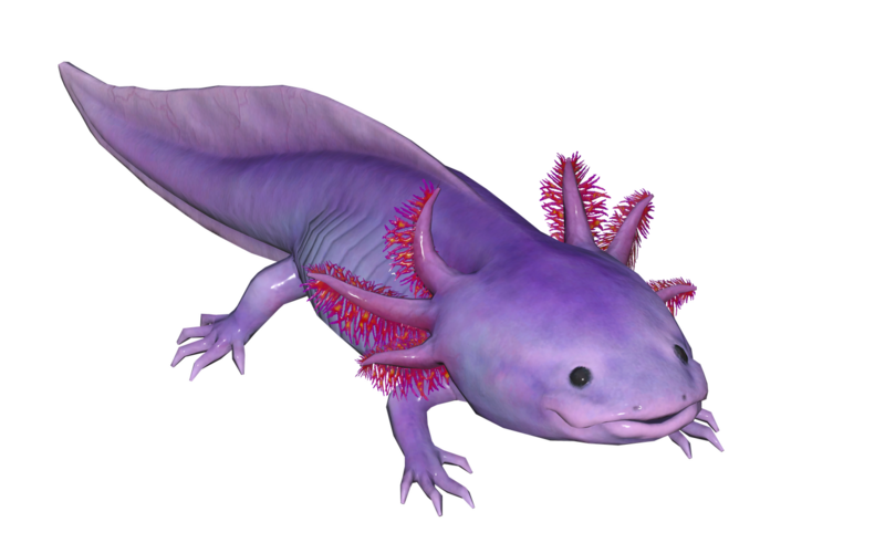 Fichier:Poisson Axolotl mauve.png