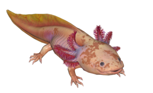 Poisson Axolotl mouchete.png