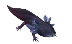 Poisson Axolotl ombreux.png